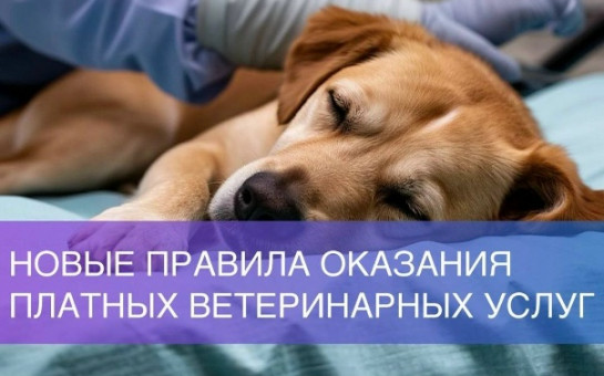 С 1 сентября — вступление в силу новых правил предоставления платных ветеринарных услуг.