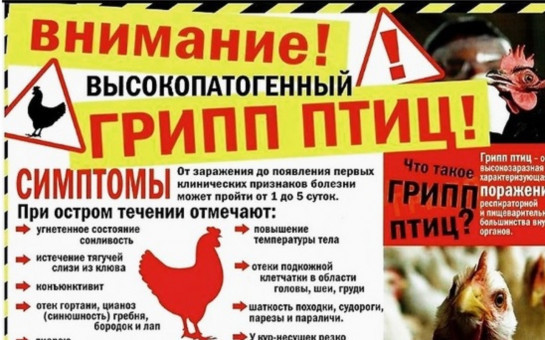Памятка по высокопатогенному гриппу птиц