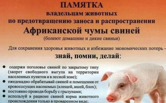 Памятка населению об Африканской чуме свиней